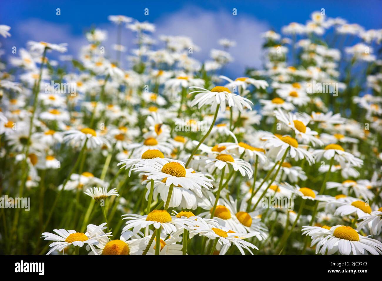 Flowers daisies in summer meadow and blue sky with white clouds Stock ...
