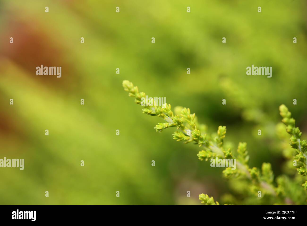 Green leaves close up botanical background erica sativa family ericaceae big size high quality modern prints Stock Photo