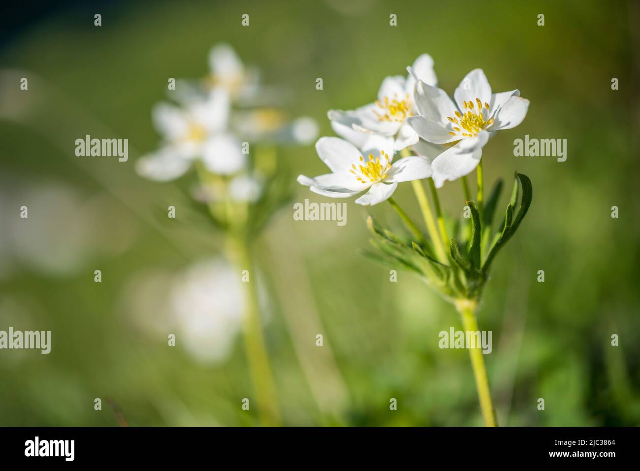 Anemonastrum narcissiflorum, the narcissus anemone or narcissus-flowered anemone, is a herbaceous perennial. Stock Photo