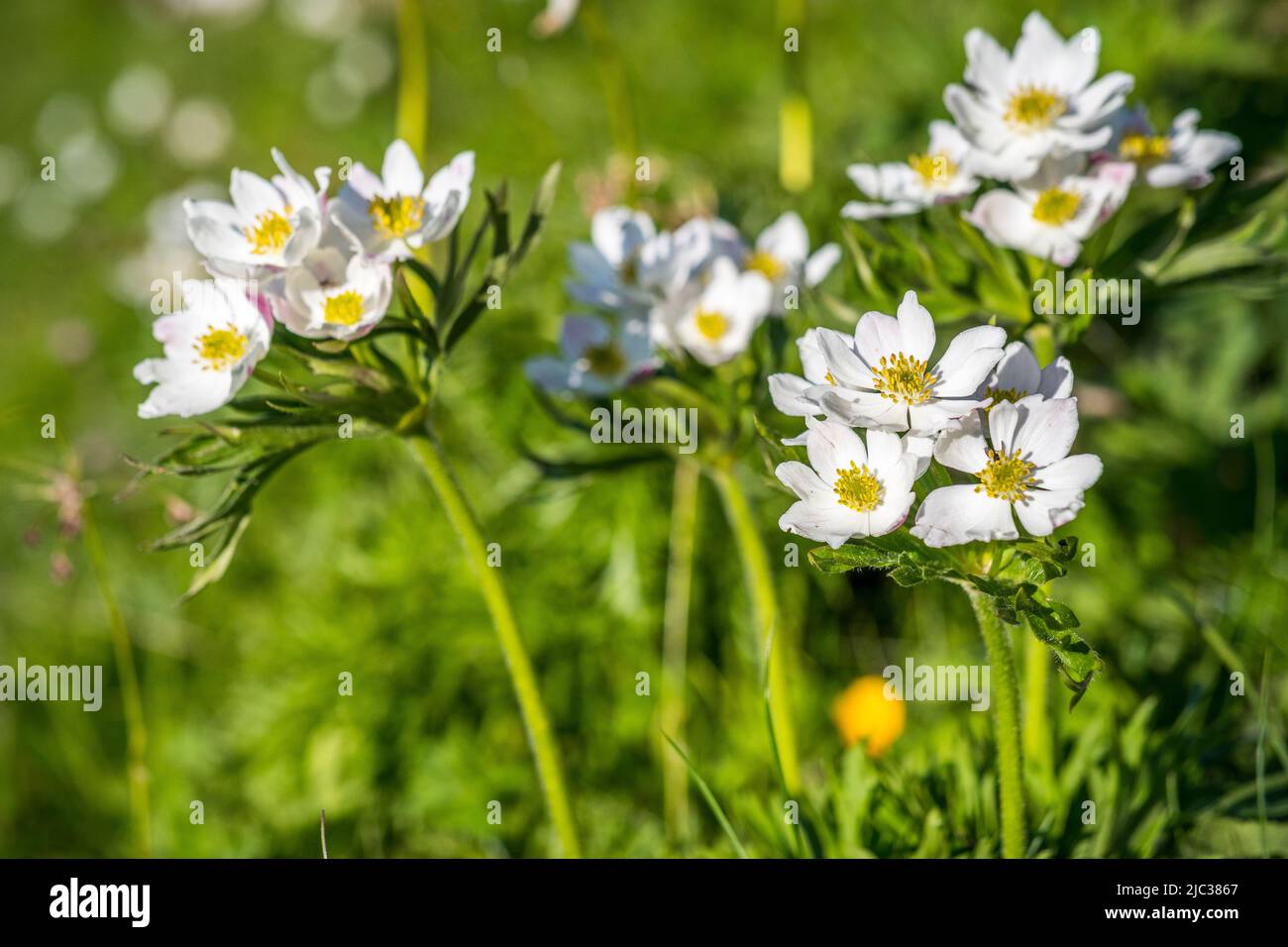 Anemonastrum narcissiflorum, the narcissus anemone or narcissus-flowered anemone, is a herbaceous perennial. Stock Photo