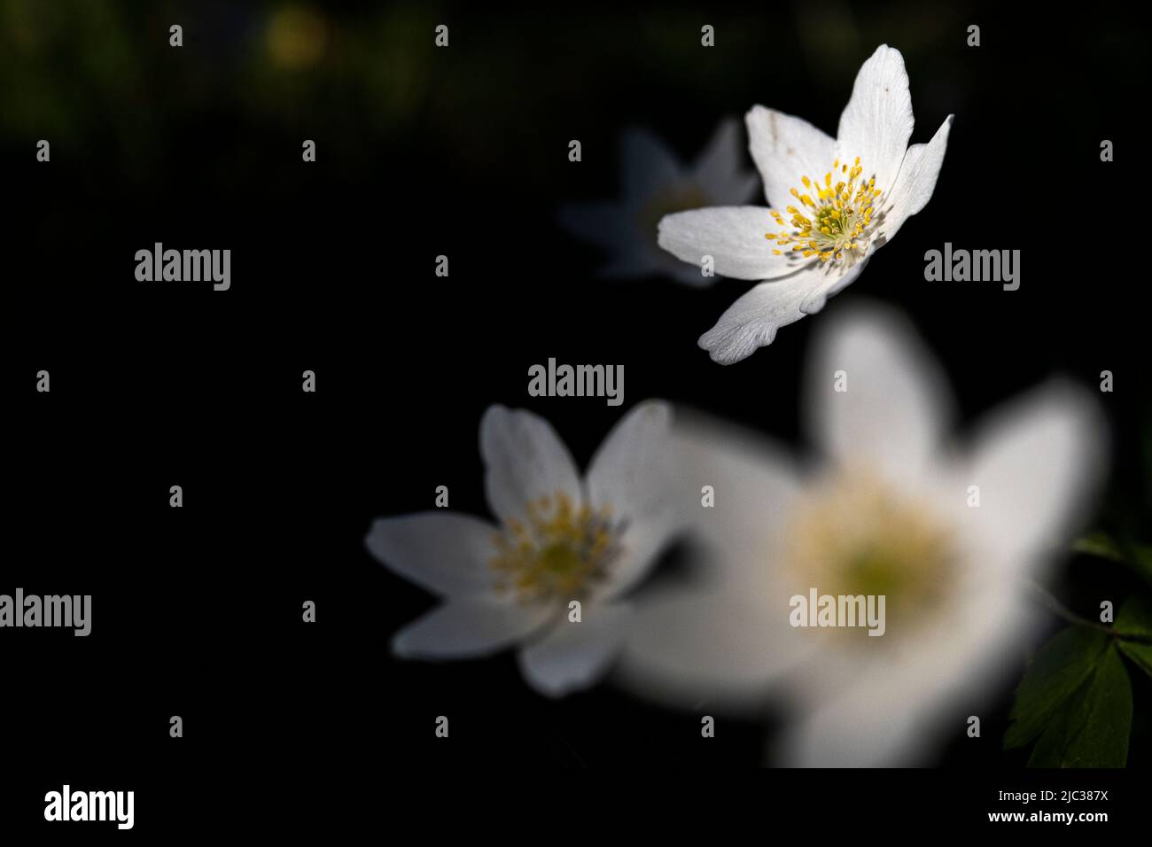 Anemonoides nemorosa (syn. Anemone nemorosa), the wood anemone, is an ...