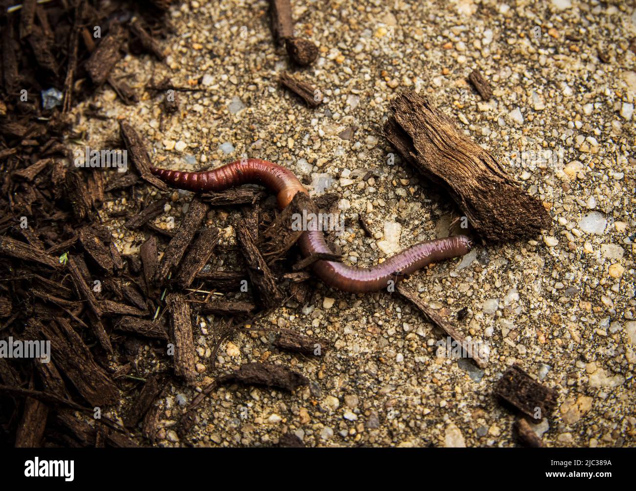 An earthworm, Lumbricus terrestris, crawling and wriggling on the sidewalk amongst mulch in the spring, summer, fall, Lancaster, Pennsylvania Stock Photo
