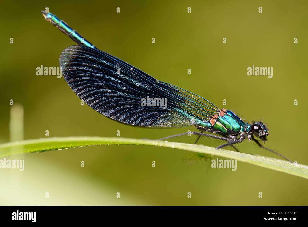 Blue green sheen on wings hi-res stock photography and images - Alamy