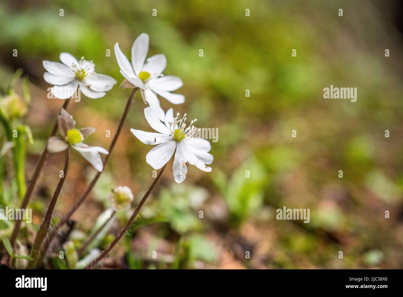 Anemone hepatica (syn. Hepatica nobilis), the common hepatica, liverwort, kidneywort, or pennywort, is a species of flowering plant. Stock Photo