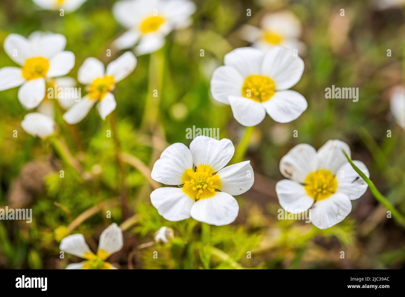 Ranunculus peltatus, the pond water-crowfoot is a plant species in the