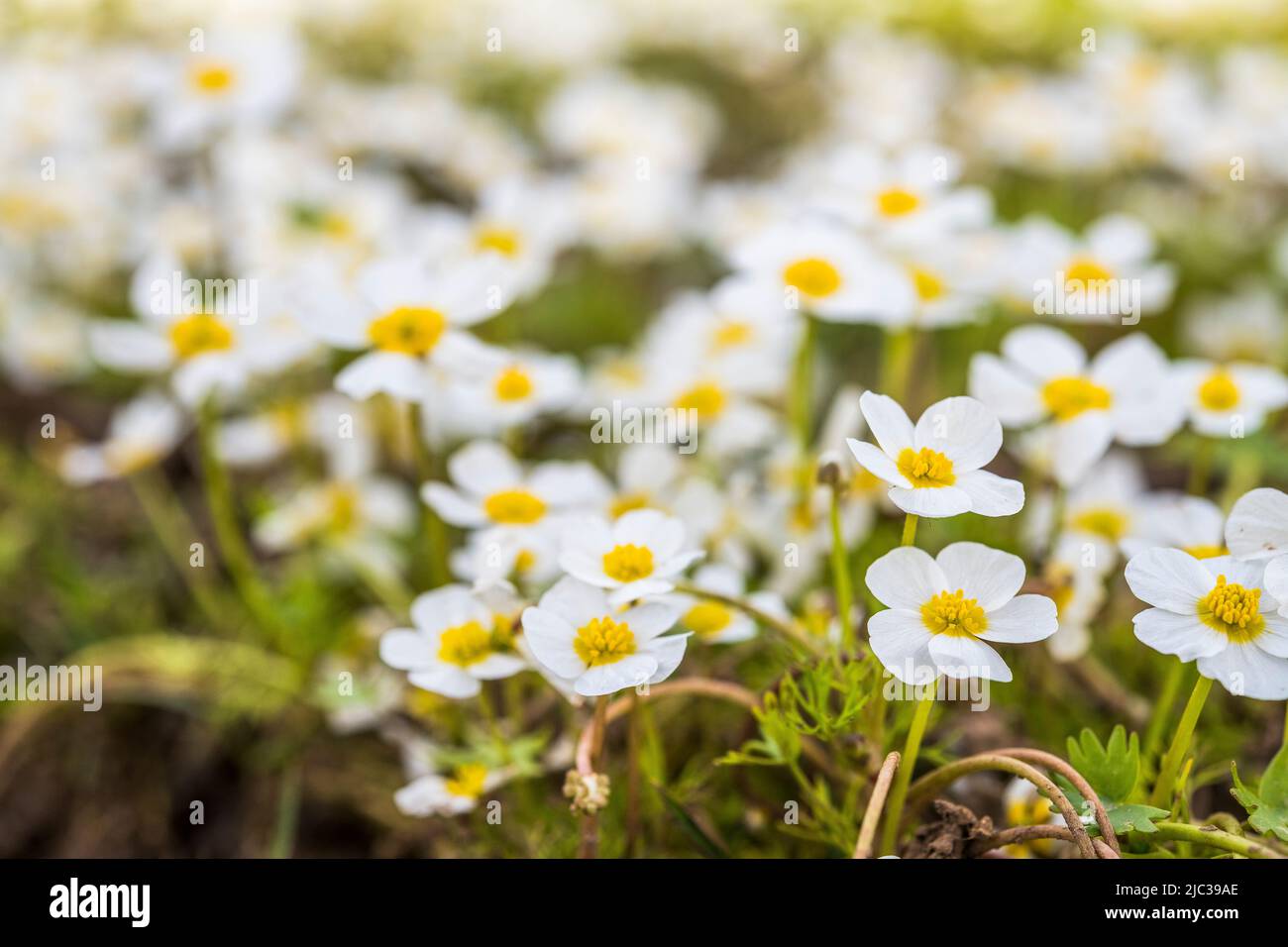 Ranunculus peltatus, the pond water-crowfoot is a plant species in the