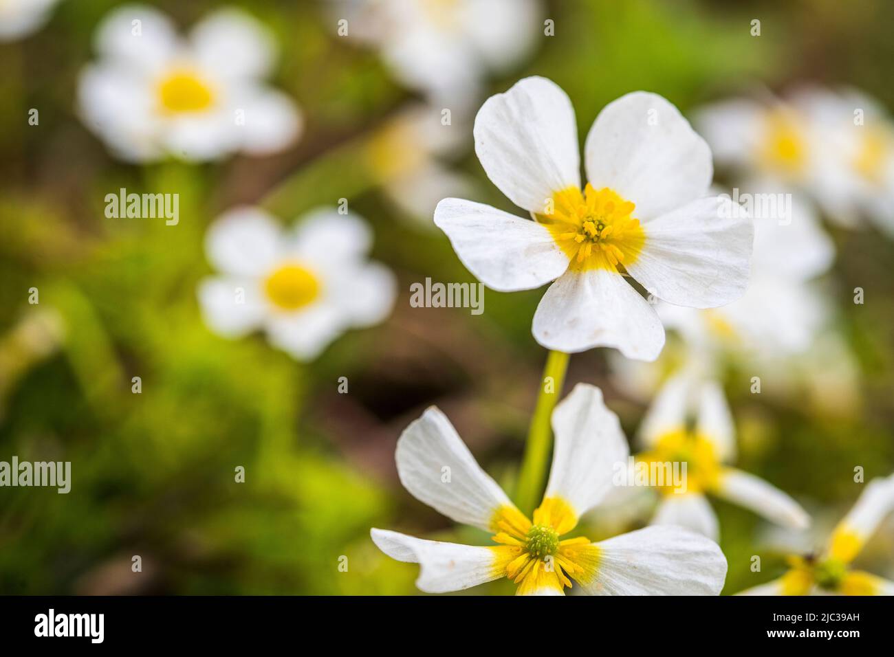 Ranunculus peltatus, the pond water-crowfoot is a plant species in the genus Ranunculus, native to Europe, southwestern Asia and northern Africa. Stock Photo