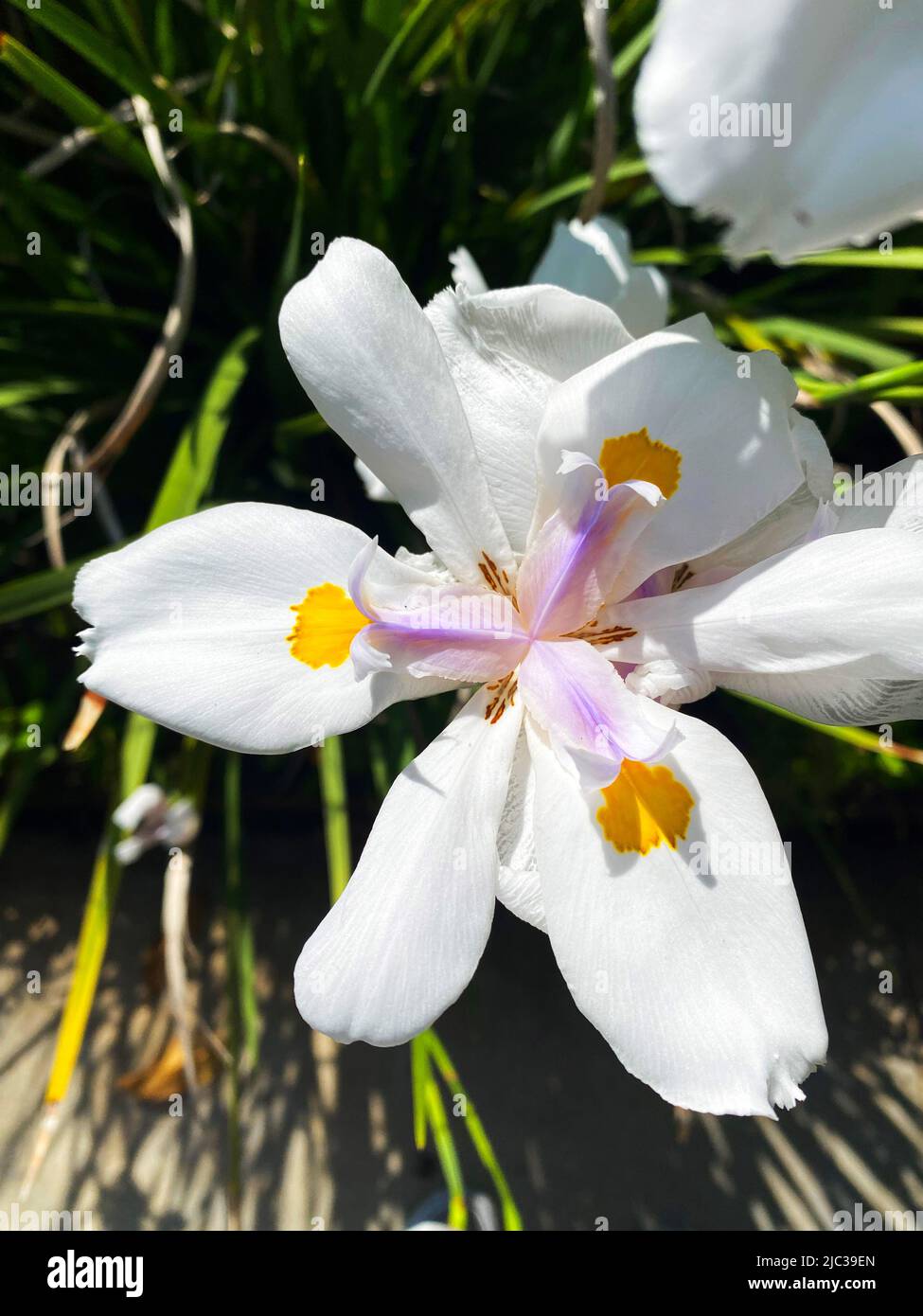 A fairy iris, Dietes grandiflora Stock Photo - Alamy