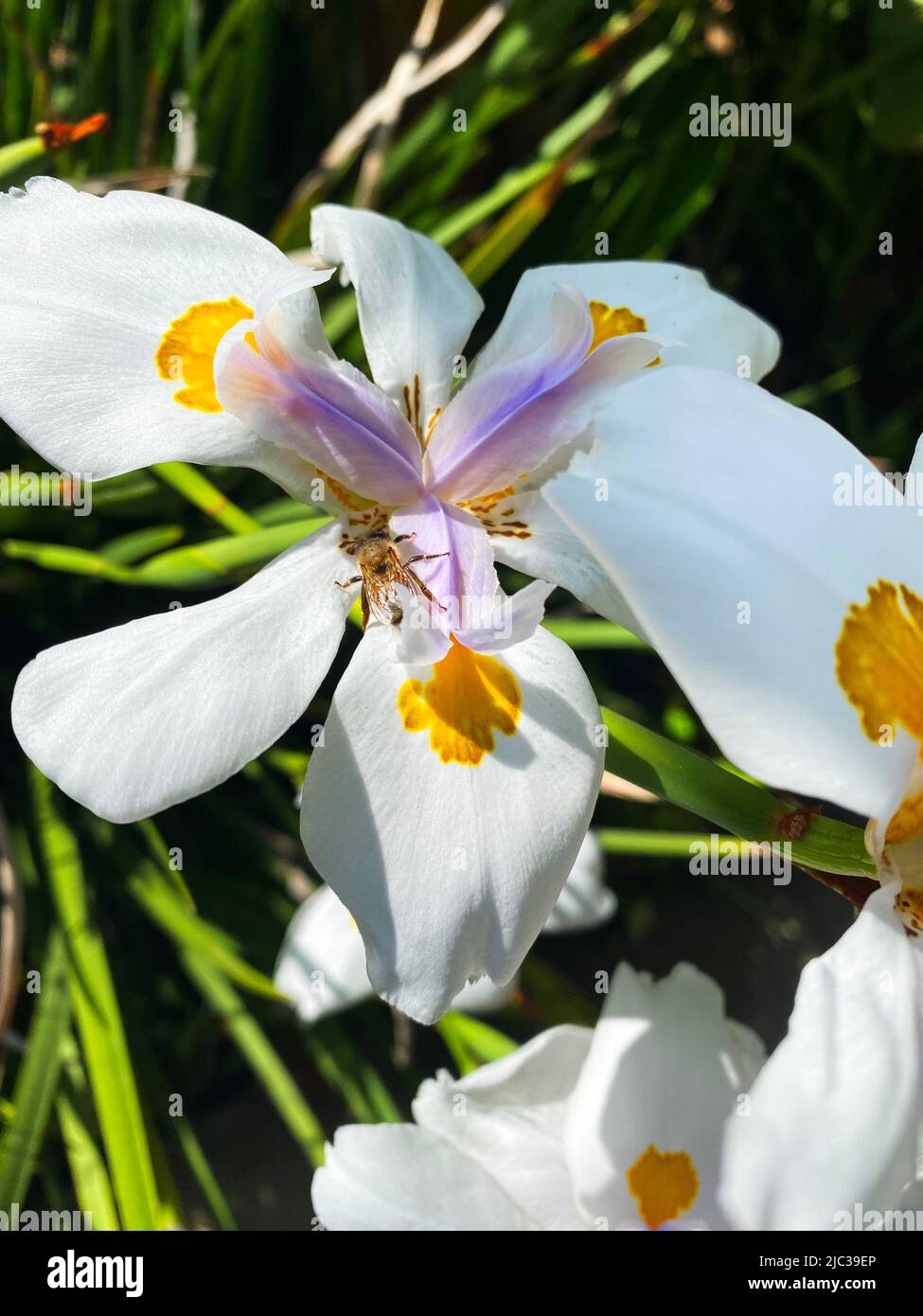 A fairy iris, Dietes grandiflora, with a pollinating honeybee Stock Photo