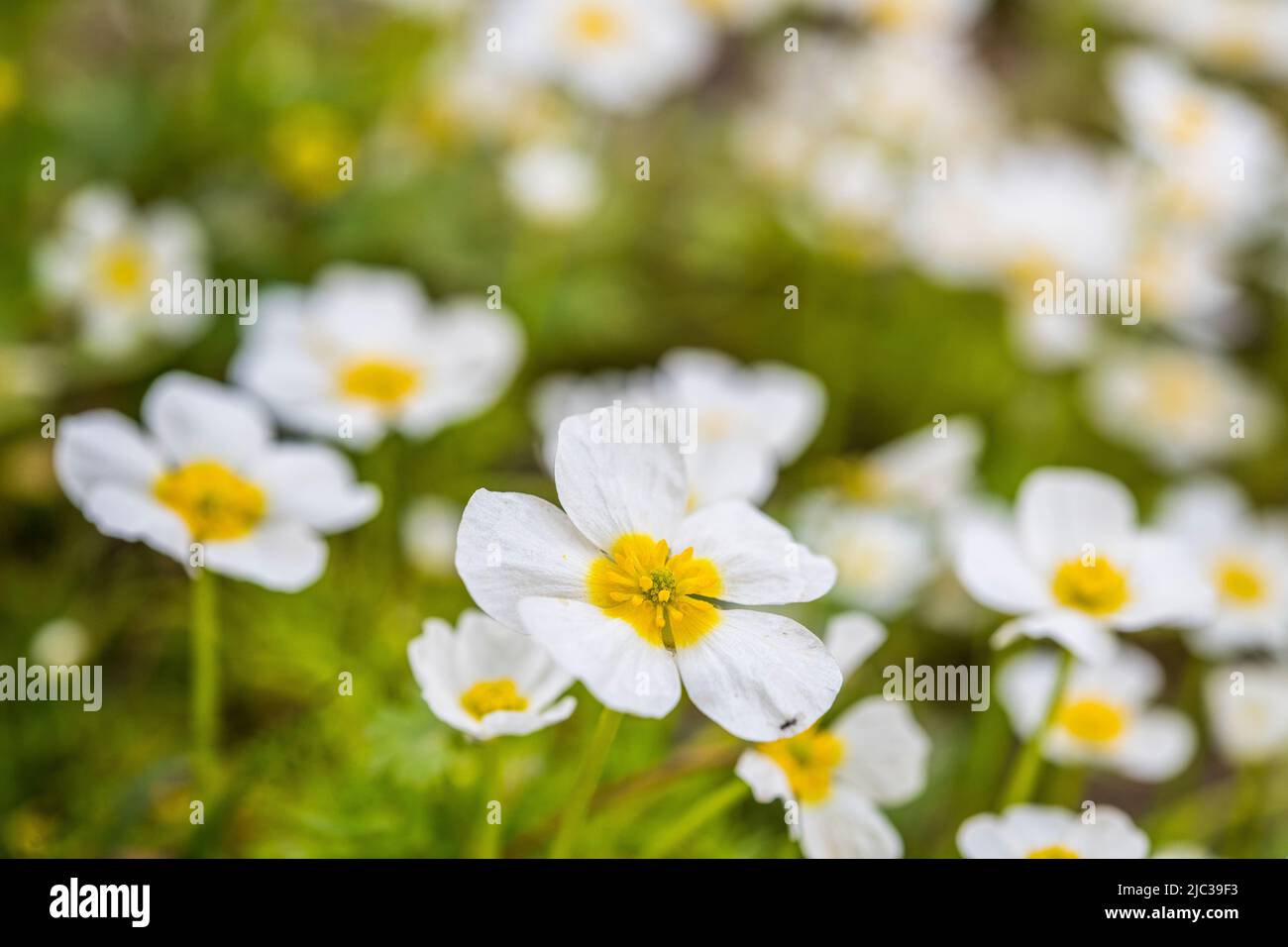 Ranunculus peltatus, the pond water-crowfoot is a plant species in the genus Ranunculus, native to Europe, southwestern Asia and northern Africa. Stock Photo