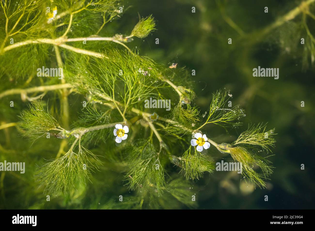 Ranunculus trichophyllus, the threadleaf crowfoot or thread-leaved