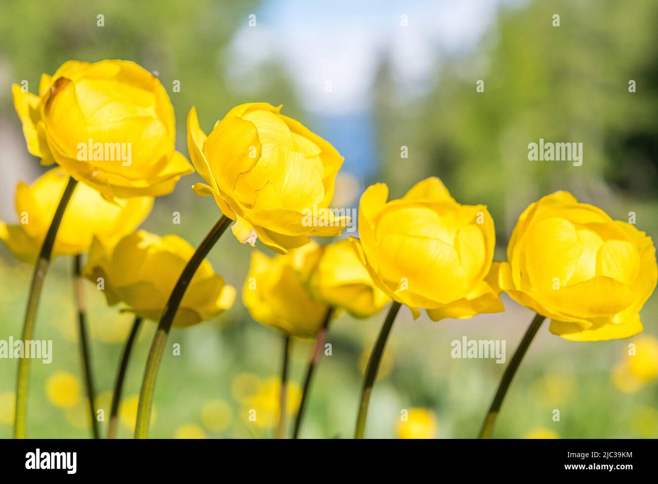 Trollius europaeus, the globeflower is a perennial flowering plant of the family Ranunculaceae. Stock Photo