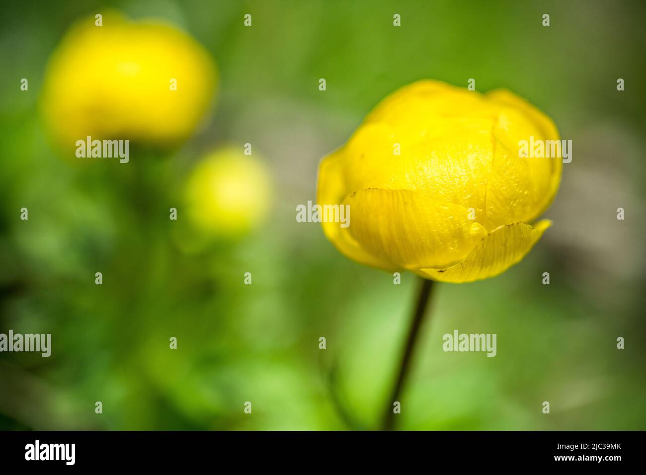 Trollius europaeus, the globeflower is a perennial flowering plant of the family Ranunculaceae. Stock Photo