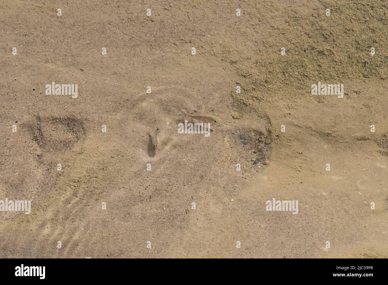 Two Salt Creek desert pupfish swim in shallow water at Death Valley