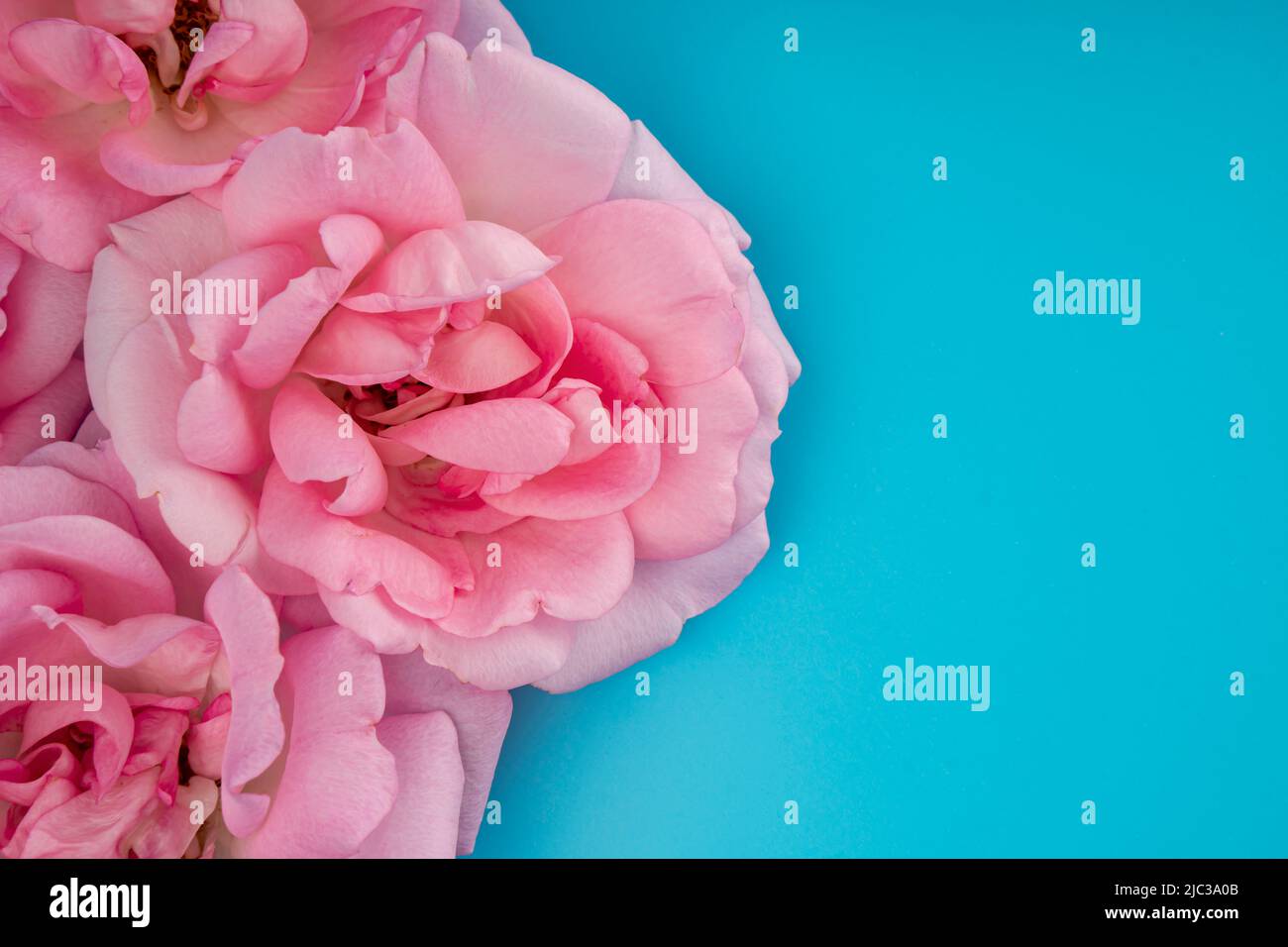 rose flowers on a blue background isolated Stock Photo - Alamy
