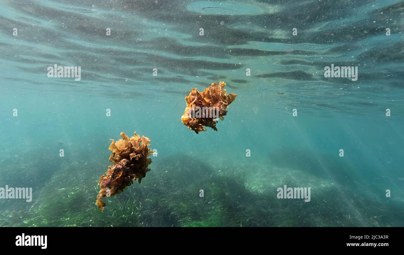 Marine algae growing on rocks overtime is floating under water in