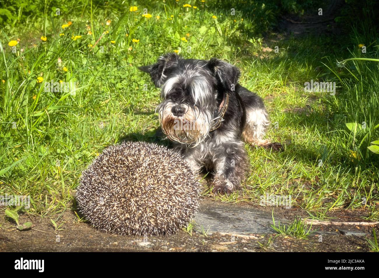 Miniature schnauzer hunting hedgehog. Wild animals often carry infectious diseases such as rabies. Stock Photo