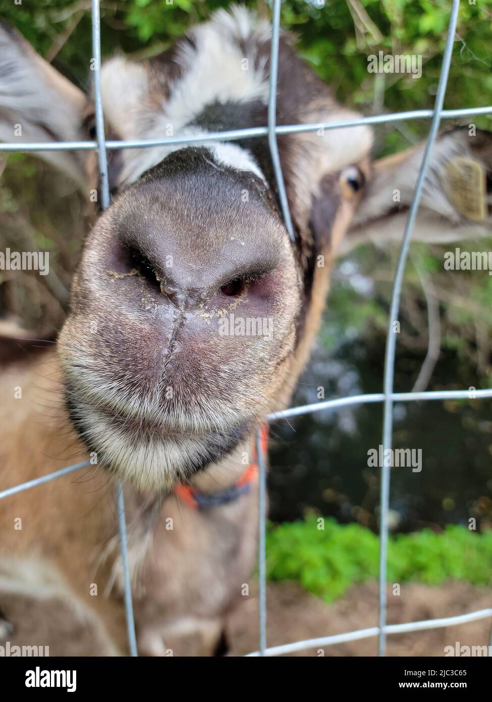 Extreme close up of a goat nose in a wire fence Stock Photo