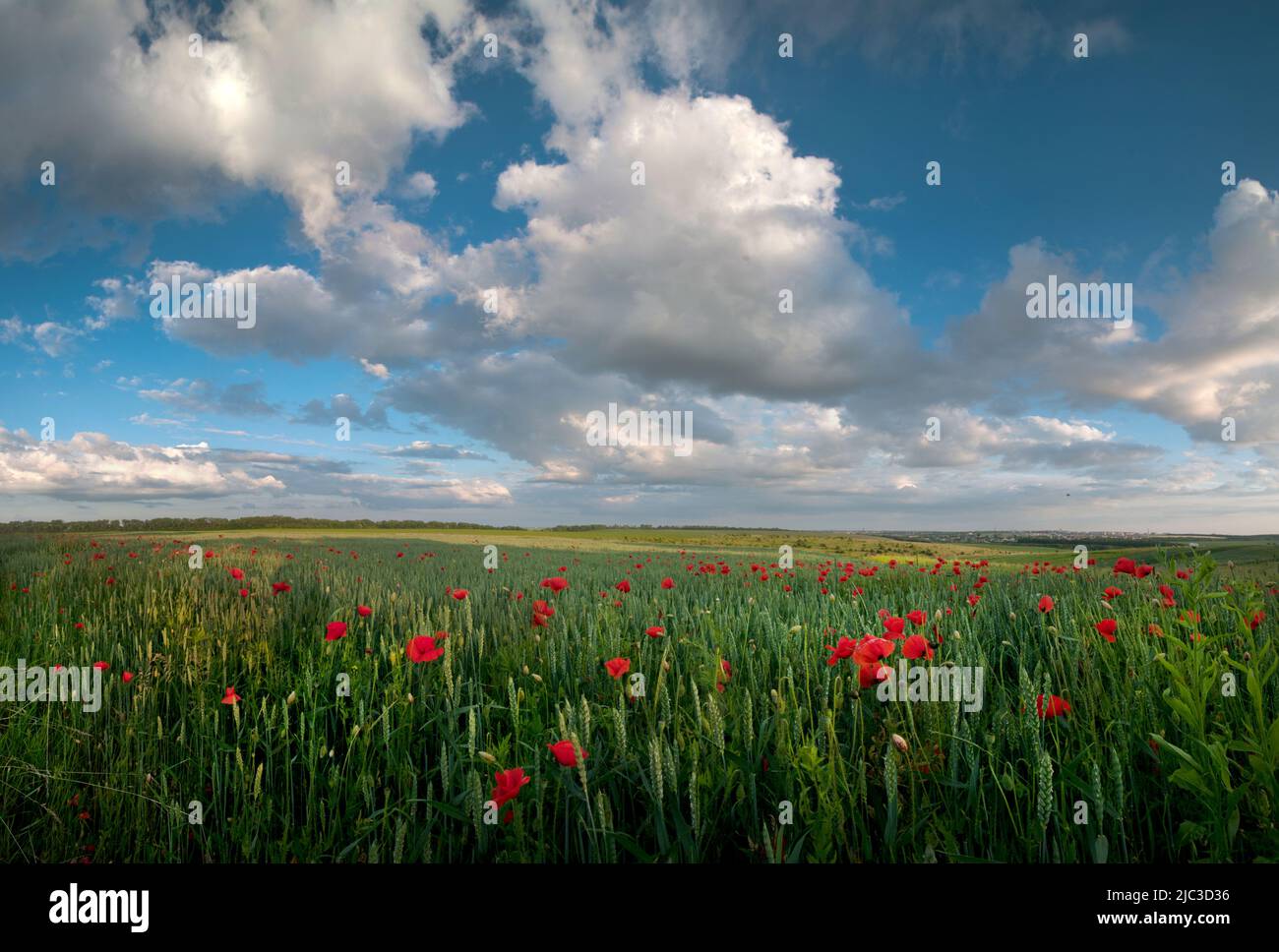 summer field of red poppies on a background blue sky with clouds Stock ...