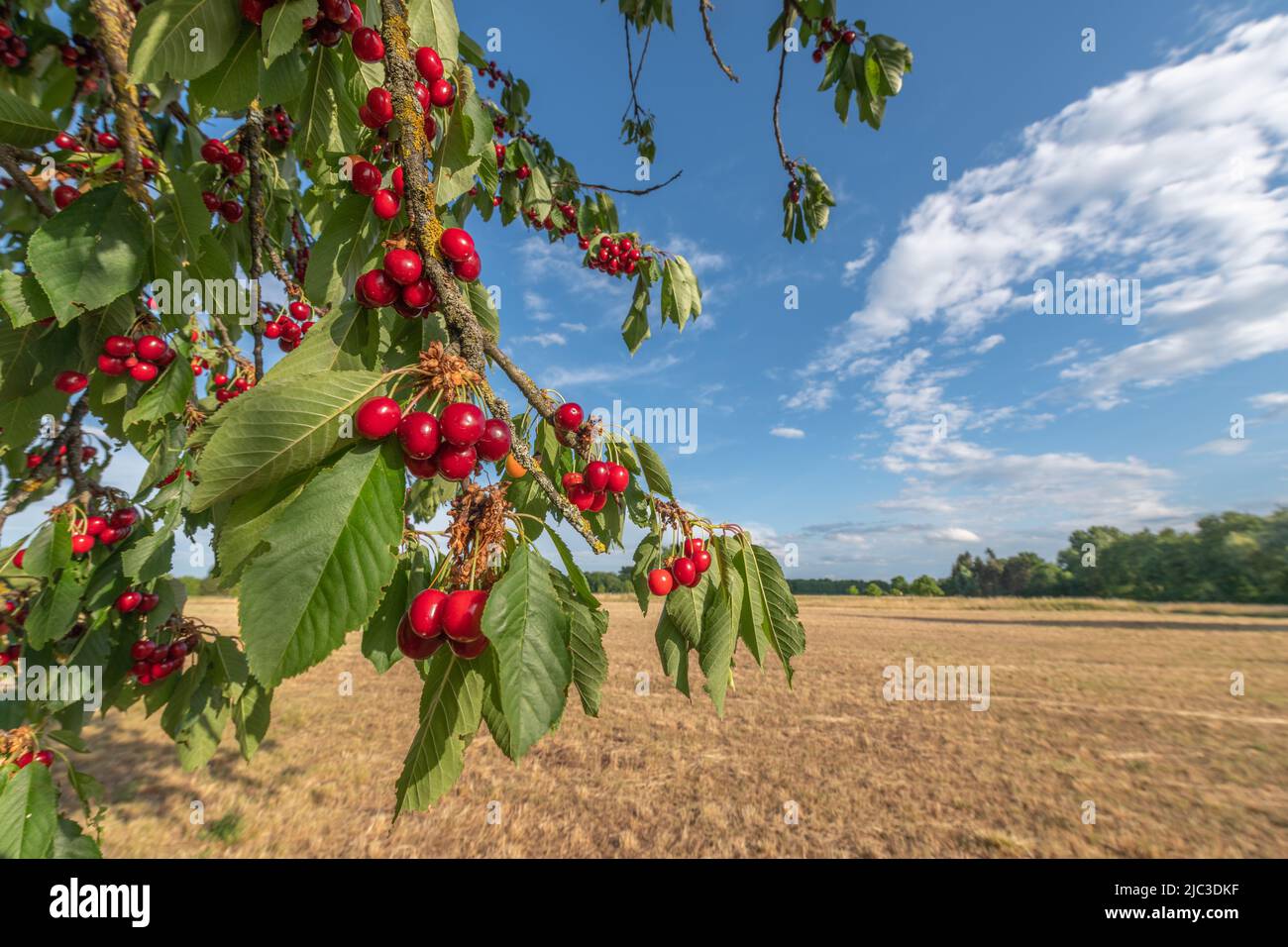 Cherries on cherry tree at beginning of June. Alsace France Stock Photo