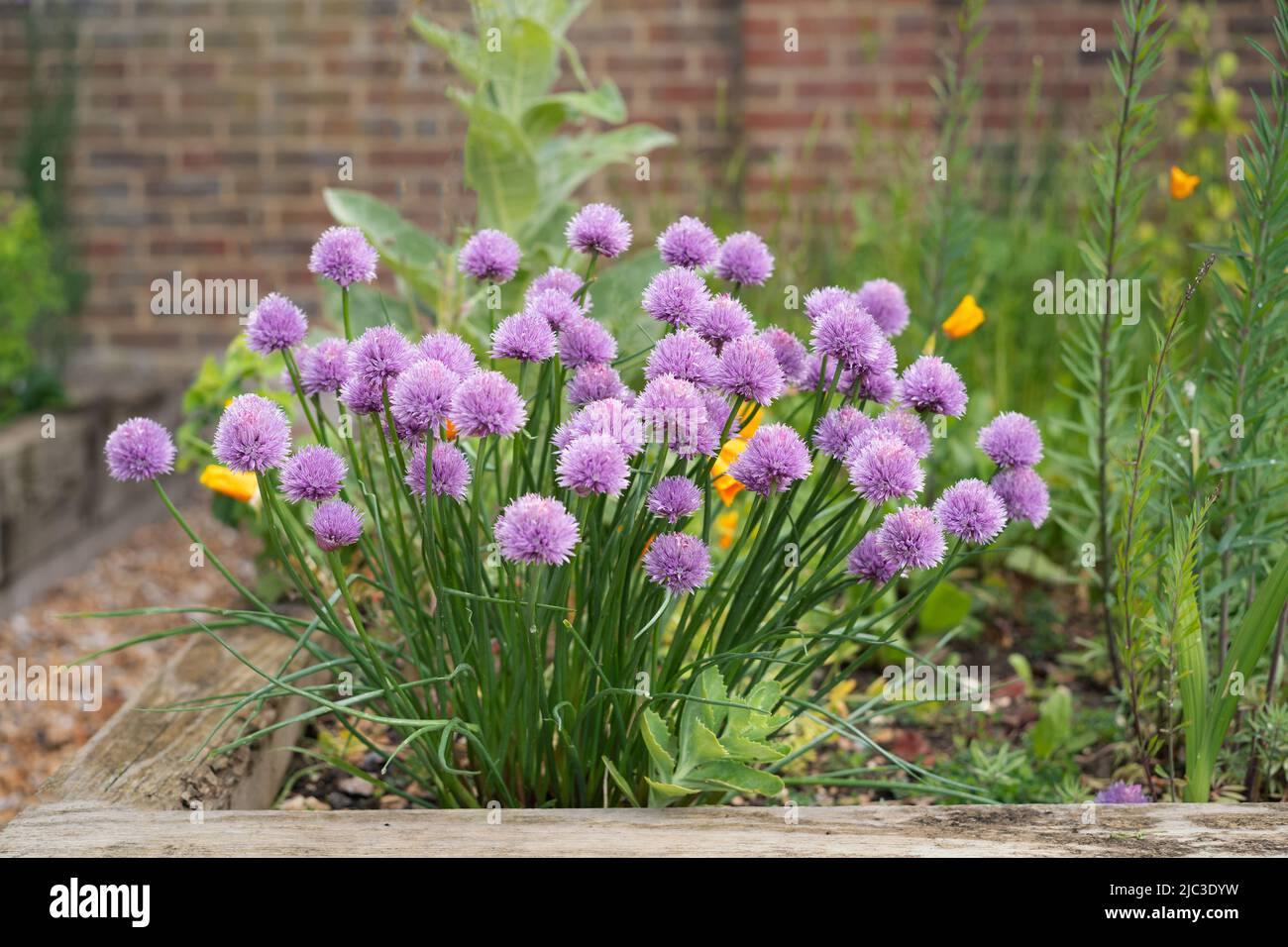 chive herbs in bloom growing in a garden. Stock Photo