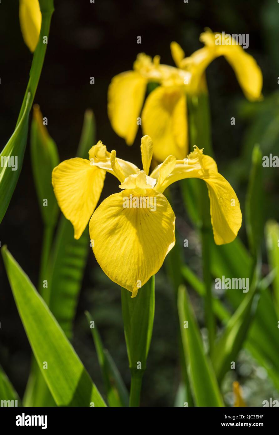 Flowers: Close up of bright Yellow Flag Iris - Iris pseudacorus, AKA Water Flag, found in wetlands, lakes and riverbanks. Iridaceae family. Stock Photo