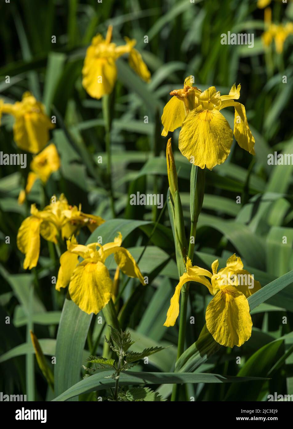 Flowers: Close up of bright Yellow Flag Iris - Iris pseudacorus, AKA Water Flag, found in wetlands, lakes and riverbanks. Iridaceae family. Stock Photo