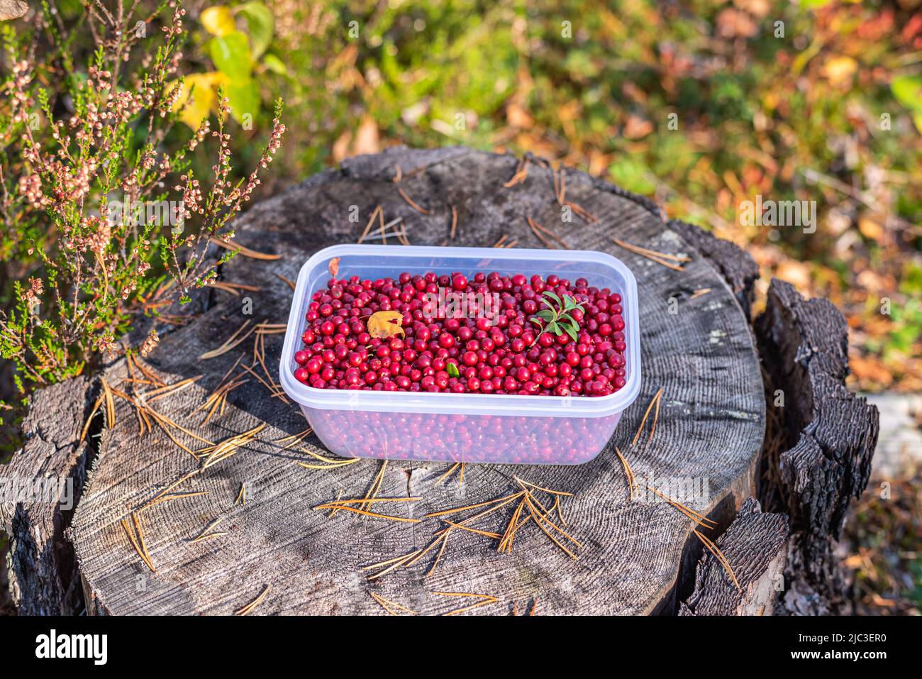 Lingonberries in a transparent plastic box on a stump in the forest. Foraging in the woods. Stock Photo