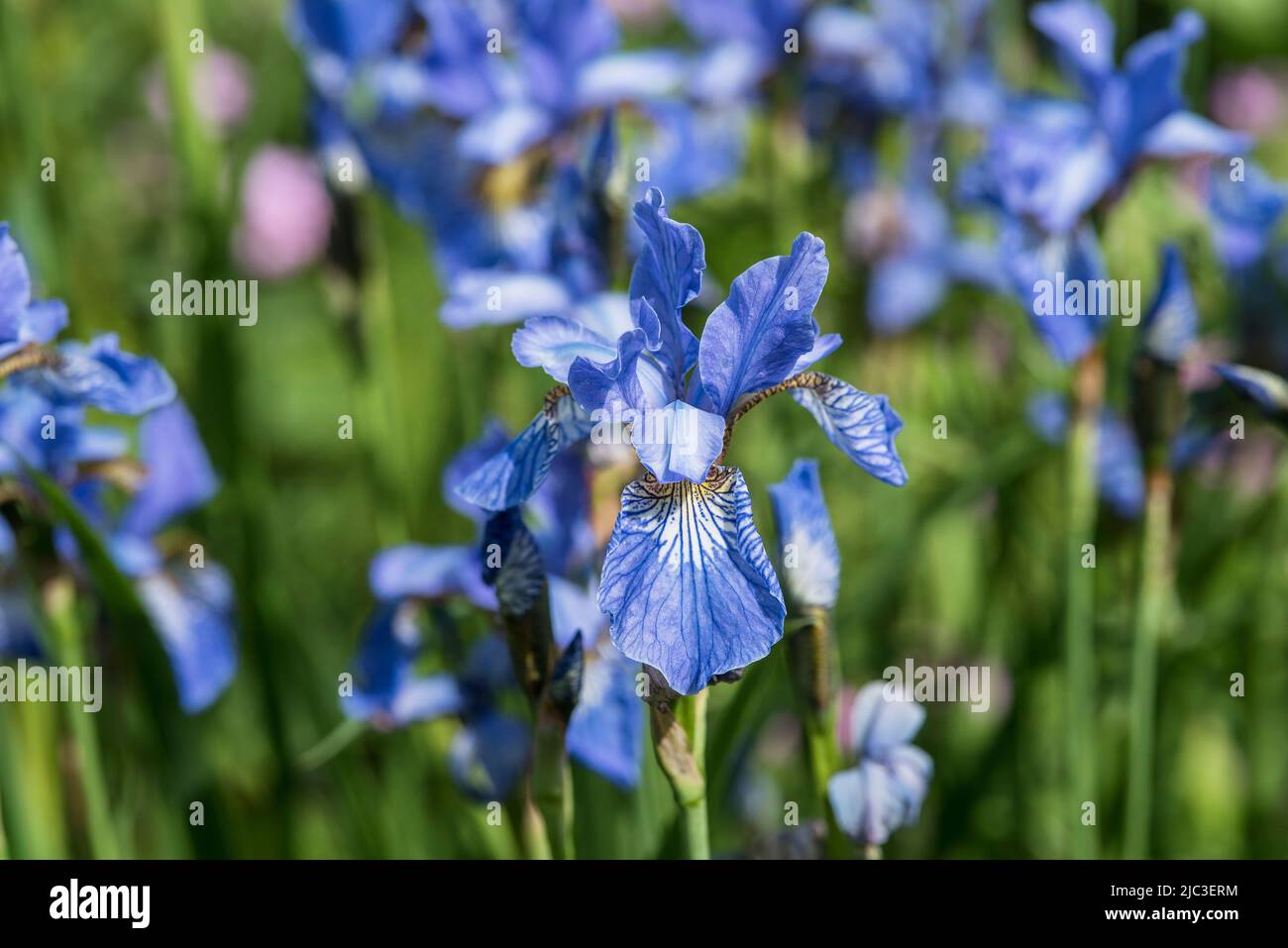 Close up of beautifully patterned, bright Blue Flag Iris - Iridaceae family. Stock Photo