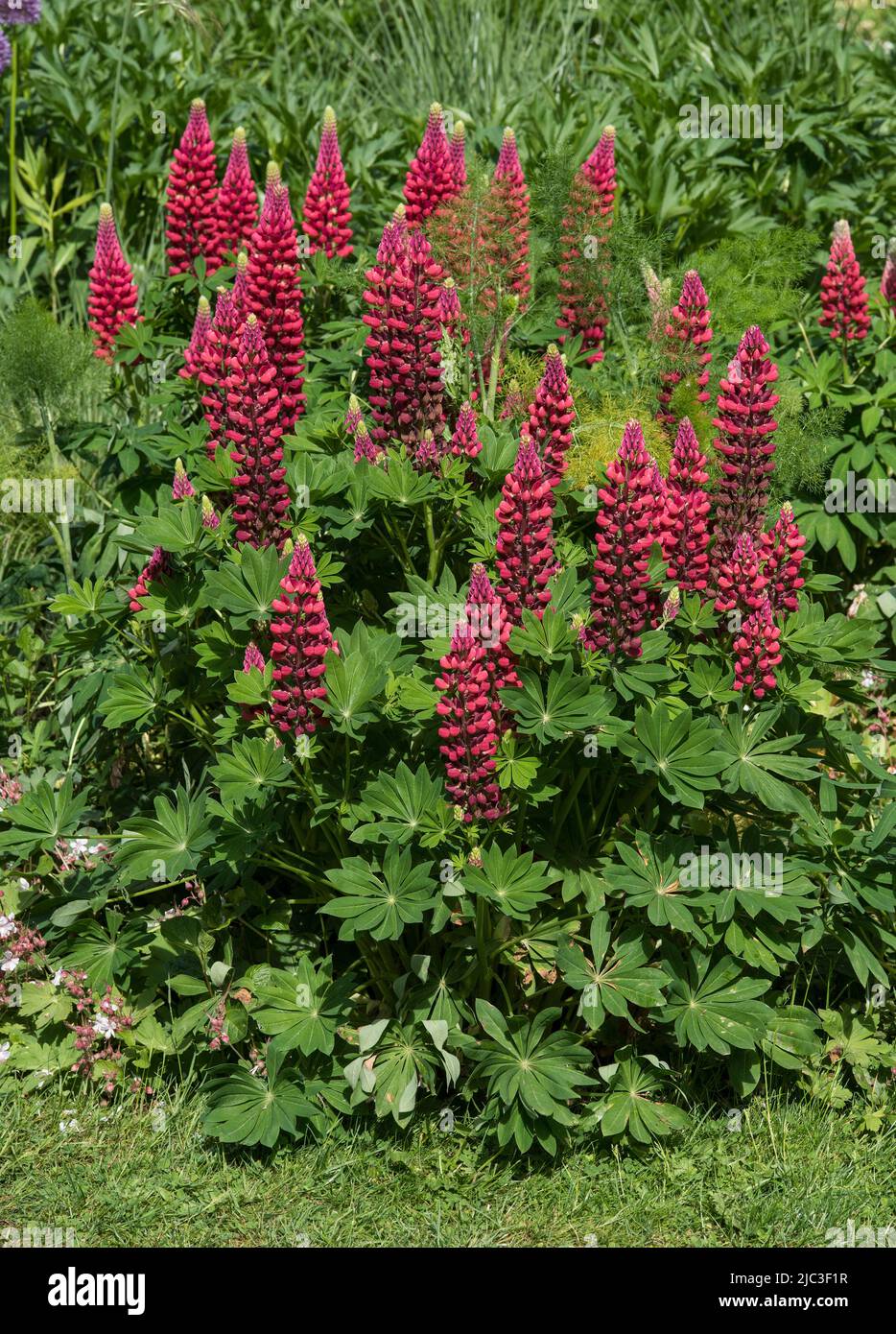 Flower spikes of red Lupin, aka Lupines or Lupinus. A perennial that