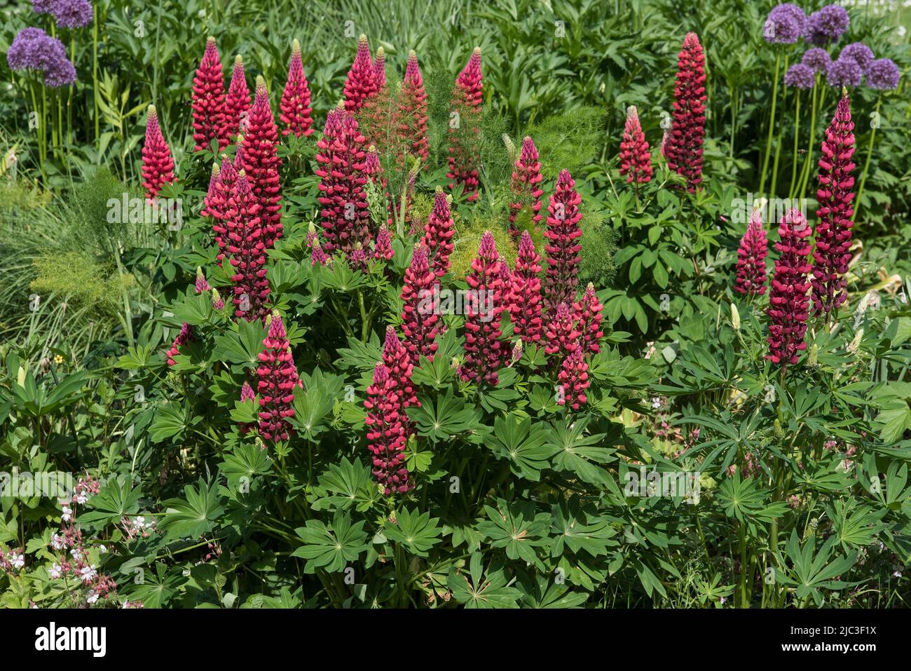 Flower spikes of red Lupin, aka Lupines or Lupinus. A perennial that attracts bees and butterflies. Stock Photo