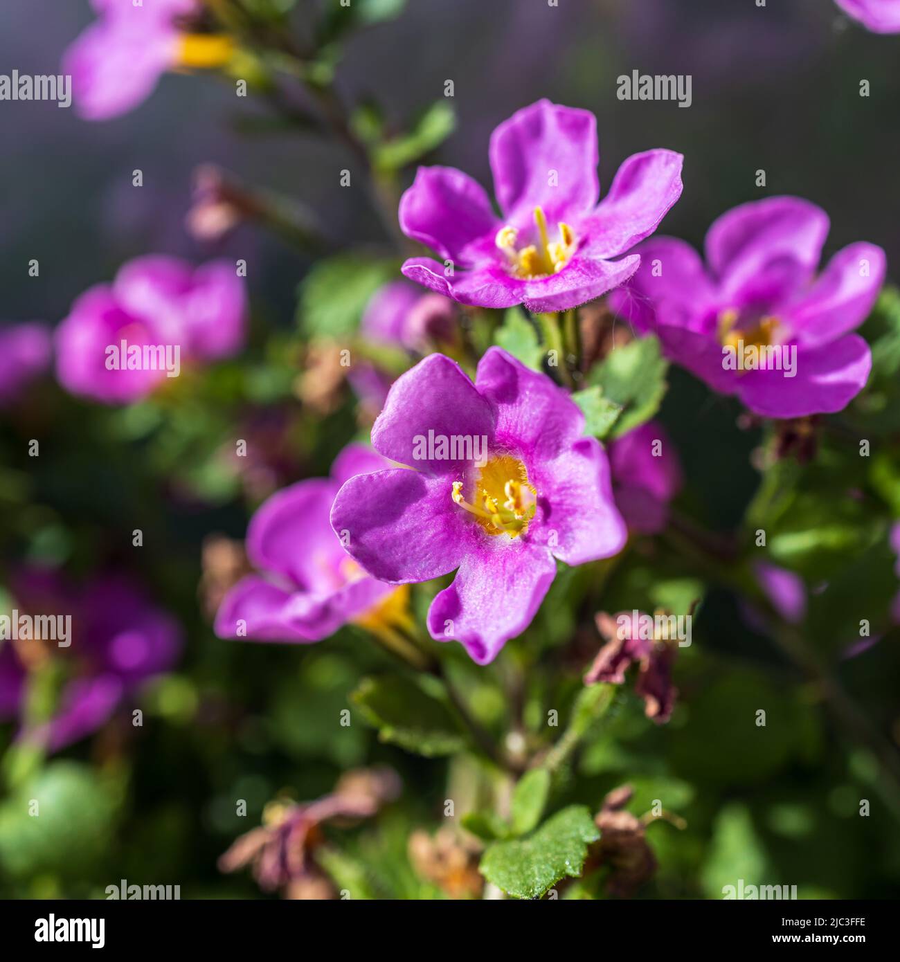 Bacopa monnieri, herb Bacopa is a medicinal herb used in Ayurveda, also known as Brahmi, a herbal memory. Square frame Stock Photo