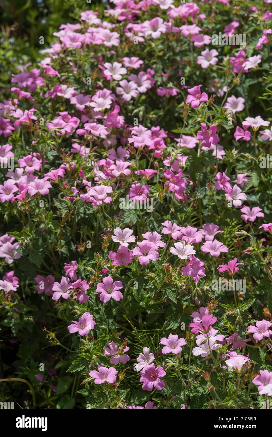 Close up of pink French Cranesbill flowers - Geranium endressii. Ground covering hardy geranium. Stock Photo