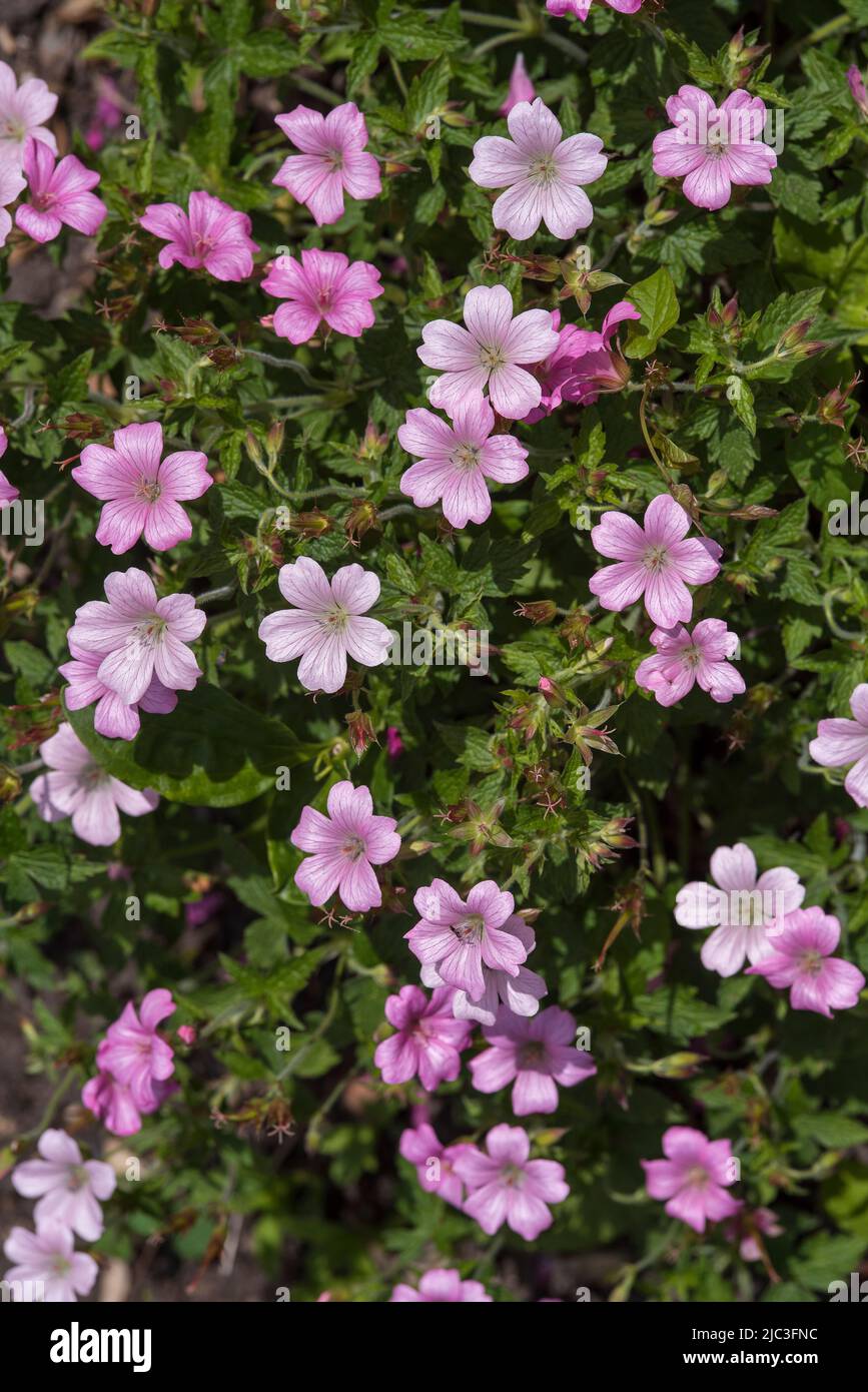 Close up of pink French Cranesbill flowers Geranium endressii. Ground