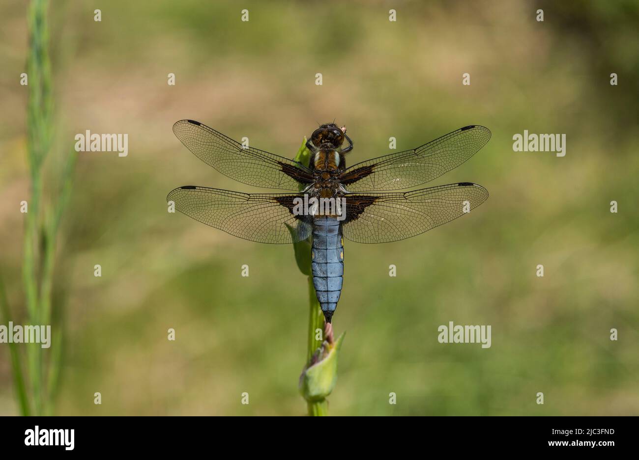 Broad Bodied Chaser (Libellula depressa) Pond wildlife, dragonflies, damselflies. Stock Photo