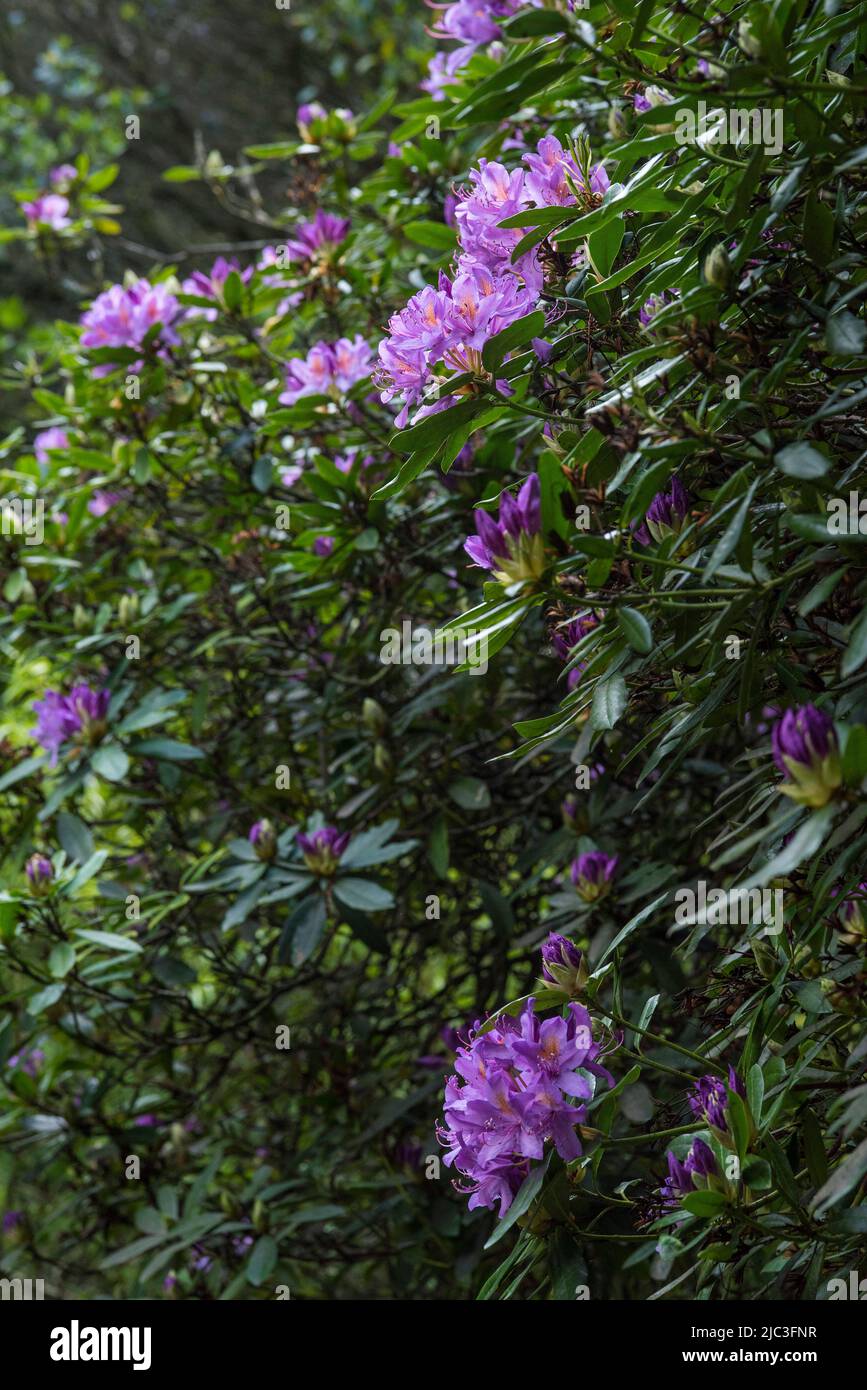 Purple rhododendron flowers. Stock Photo
