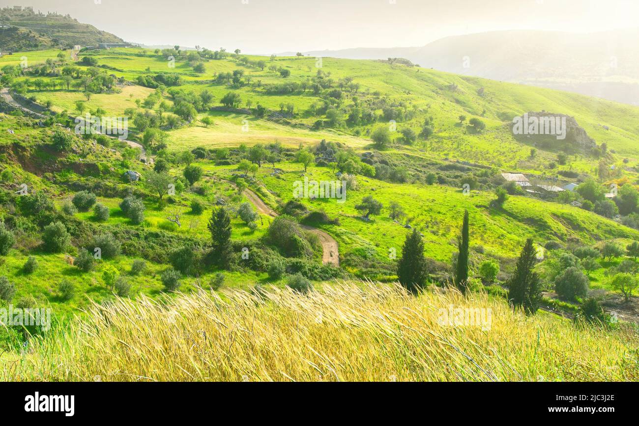 Cyprus countryside landscape with yellow crops, green agricultural fields and olive trees Stock Photo