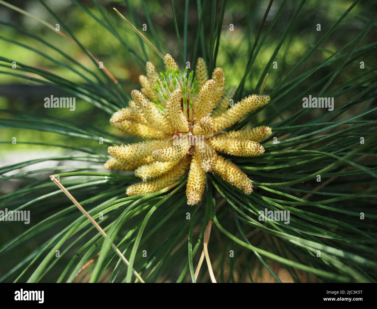 Young cones and needles of a pine tree in early Spring in Ottawa, Ontario, Canada. Stock Photo