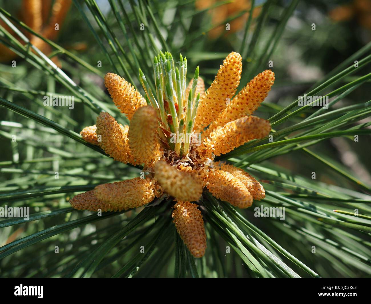 Young cones and needles of a pine tree in early Spring in Ottawa, Ontario, Canada. Stock Photo