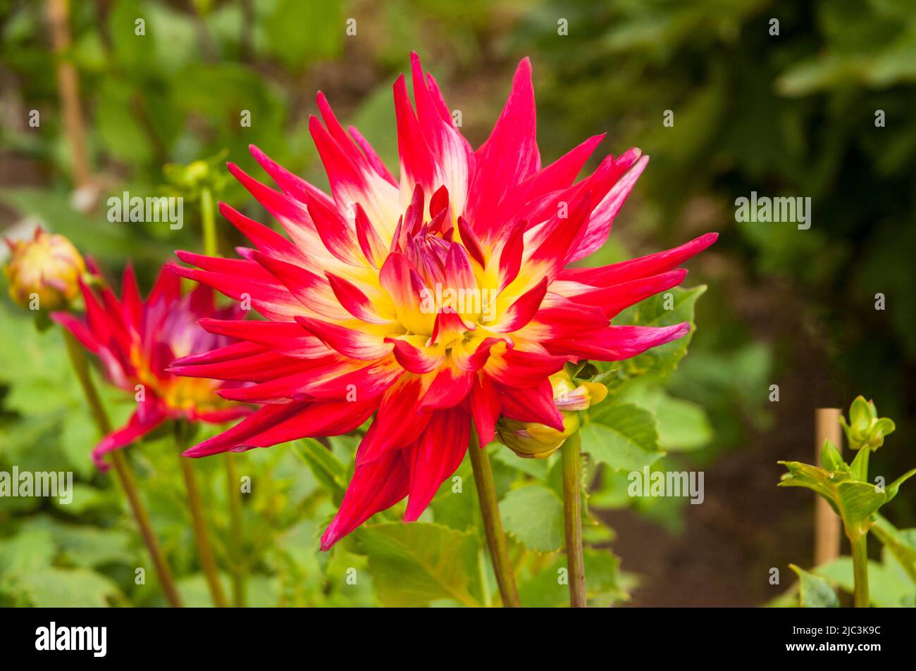Close up of Dahlia Kambi a red and yellow Cactus flowering dahlia that  is a half hardy frost tender deciduous perennial Stock Photo
