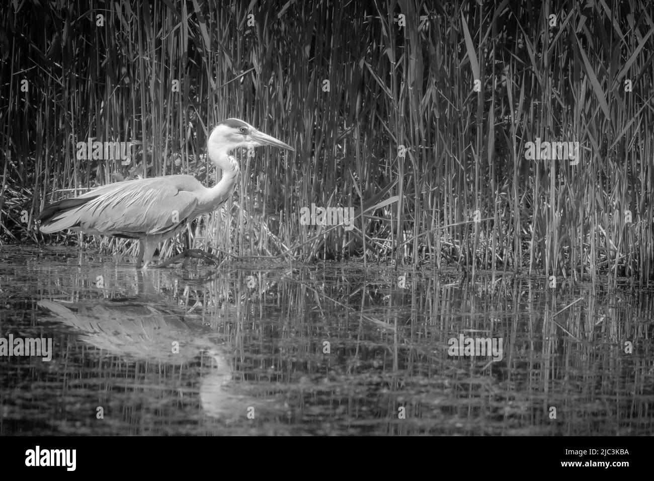 Black and white image of a grey heron (Ardea cinerea) walking through the water of the reedbeds at Westhay Moor in Somerset Stock Photo