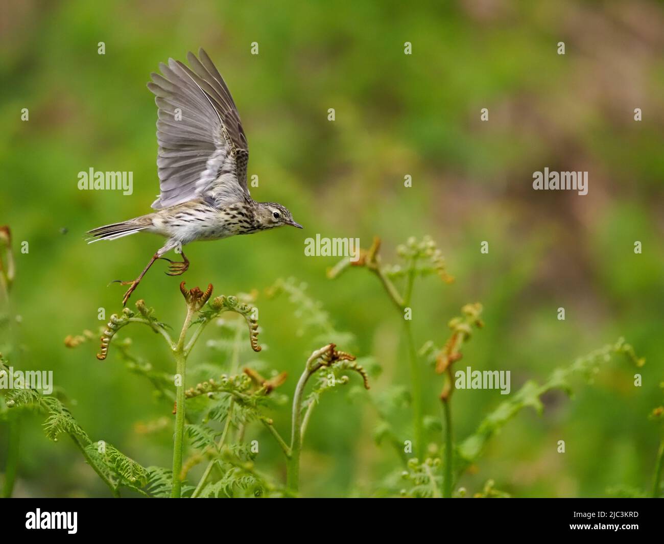 Meadow pipit, Anthus pratensis, single bird in flight, Wales, June 2022 Stock Photo
