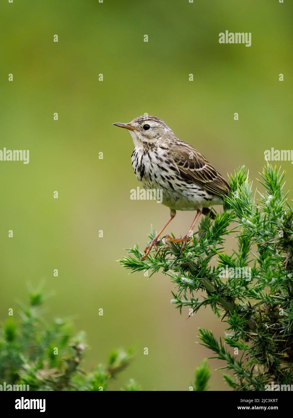 Meadow pipit, Anthus pratensis, single bird on branch, Wales, June 2022 Stock Photo