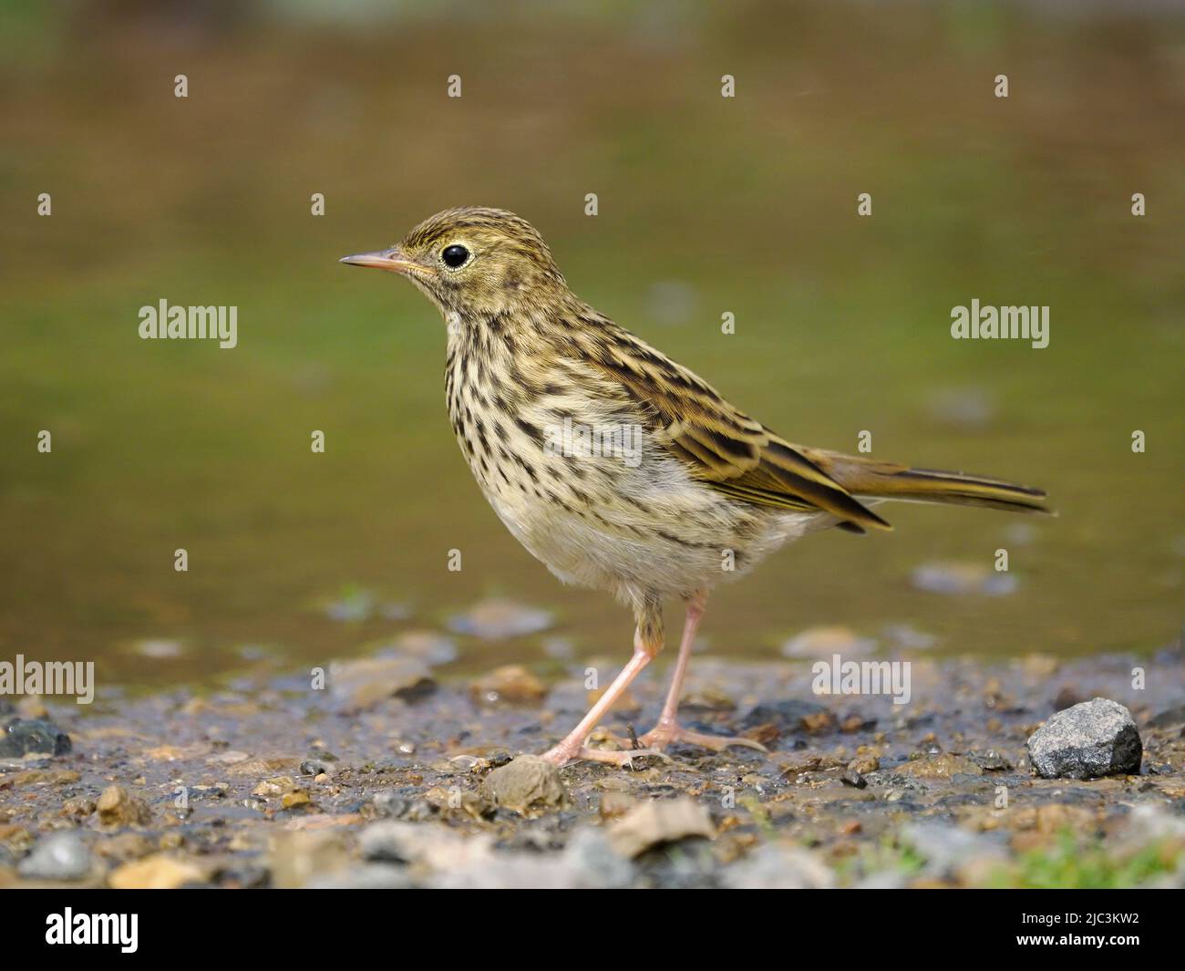 Meadow pipit, Anthus pratensis, single bird in water, Wales, June 2022 Stock Photo