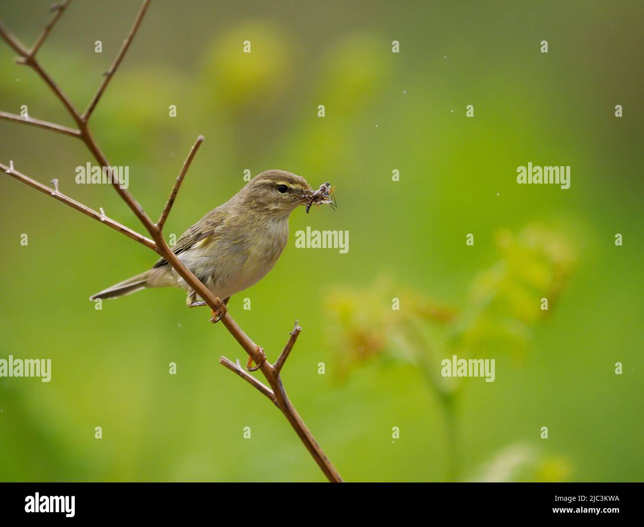 Willow warbler, Phylloscopus trochilus, single bird on branch, Wales, June 2022 Stock Photo