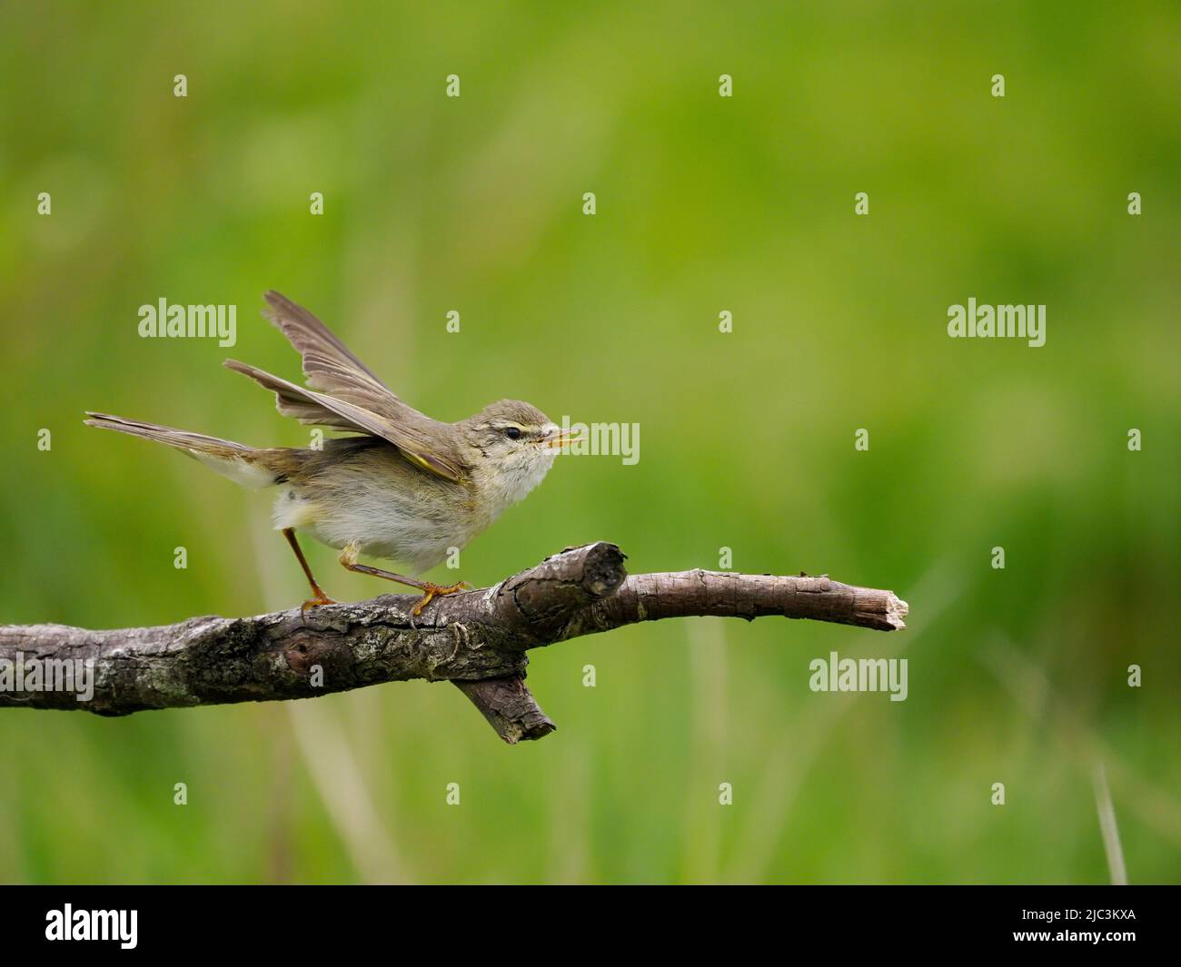 Willow warbler, Phylloscopus trochilus, single bird on branch, Wales, June 2022 Stock Photo