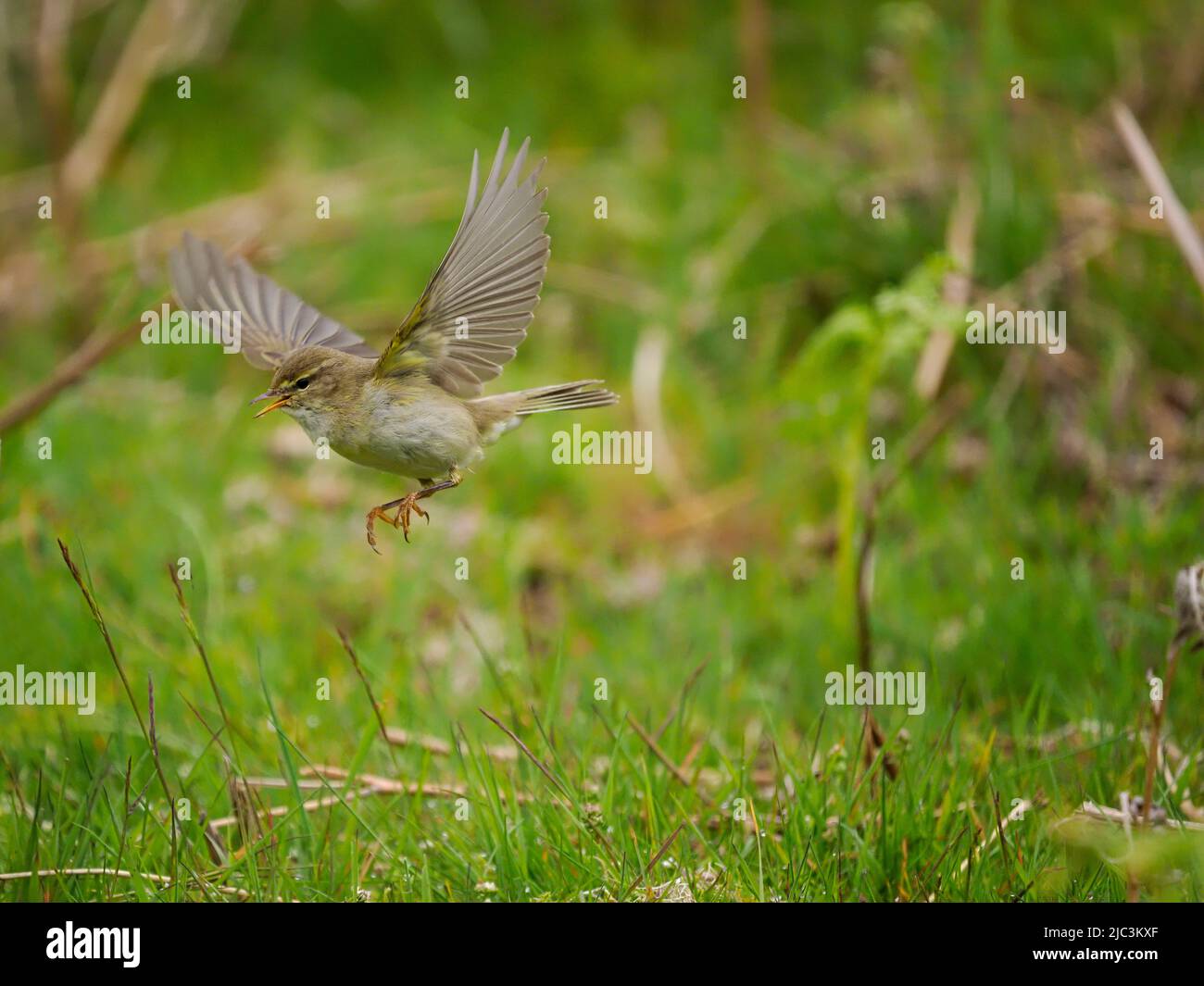 Willow warbler, Phylloscopus trochilus, single bird in flight, Wales, June 2022 Stock Photo