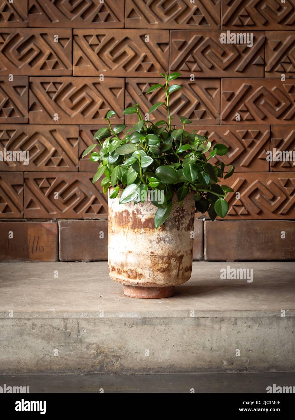 Potted Native South and Central American Plant (Peperomia serpens) Against a Stylish Brick Wall Stock Photo