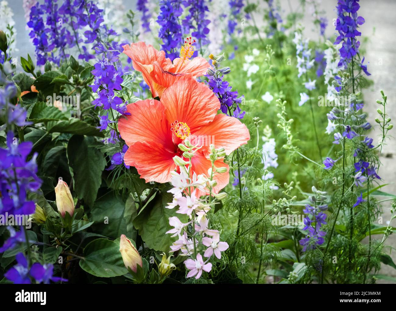 Peach blossom china hi-res stock photography and images - Alamy