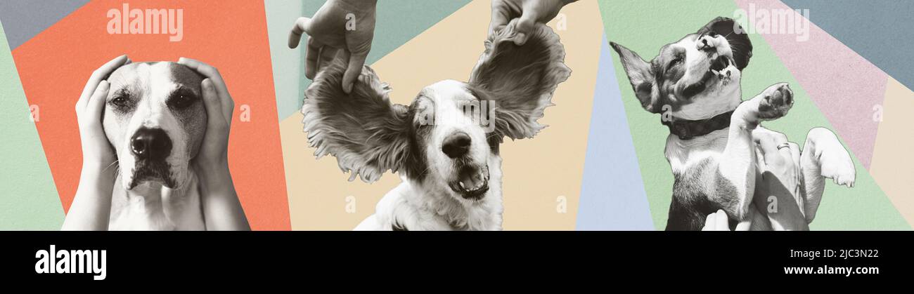 Emotions of dogs, pets in human hands, digital collage. Three dogs showing scared, happy and playful emotions, isolated portraits on pastel coloured p Stock Photo